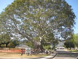 moreton bay fig tree - 655 s santa fe ave