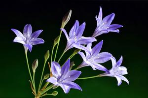 purple brodiaea flowers