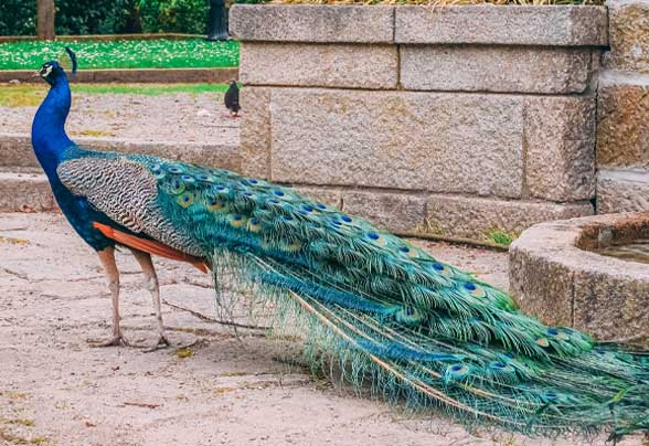 peacock