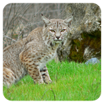 bobcat