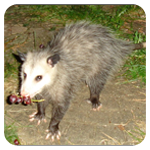 opossum