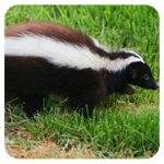 Skunk