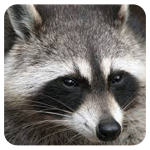 raccoon